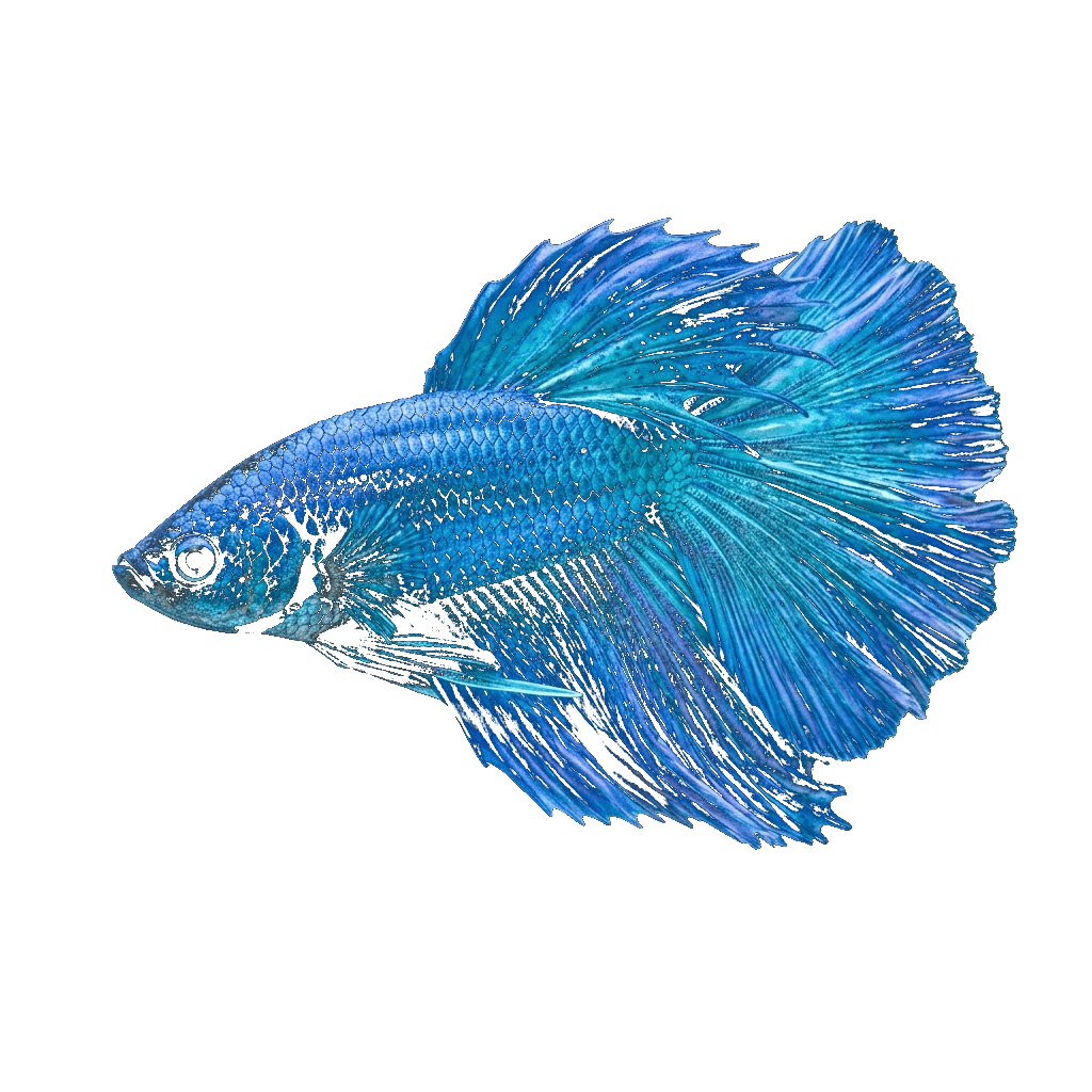 Colorful betta fish