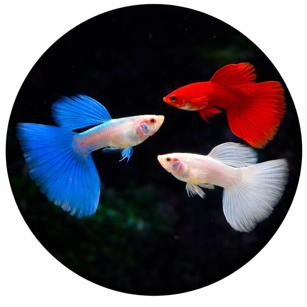 Guppies