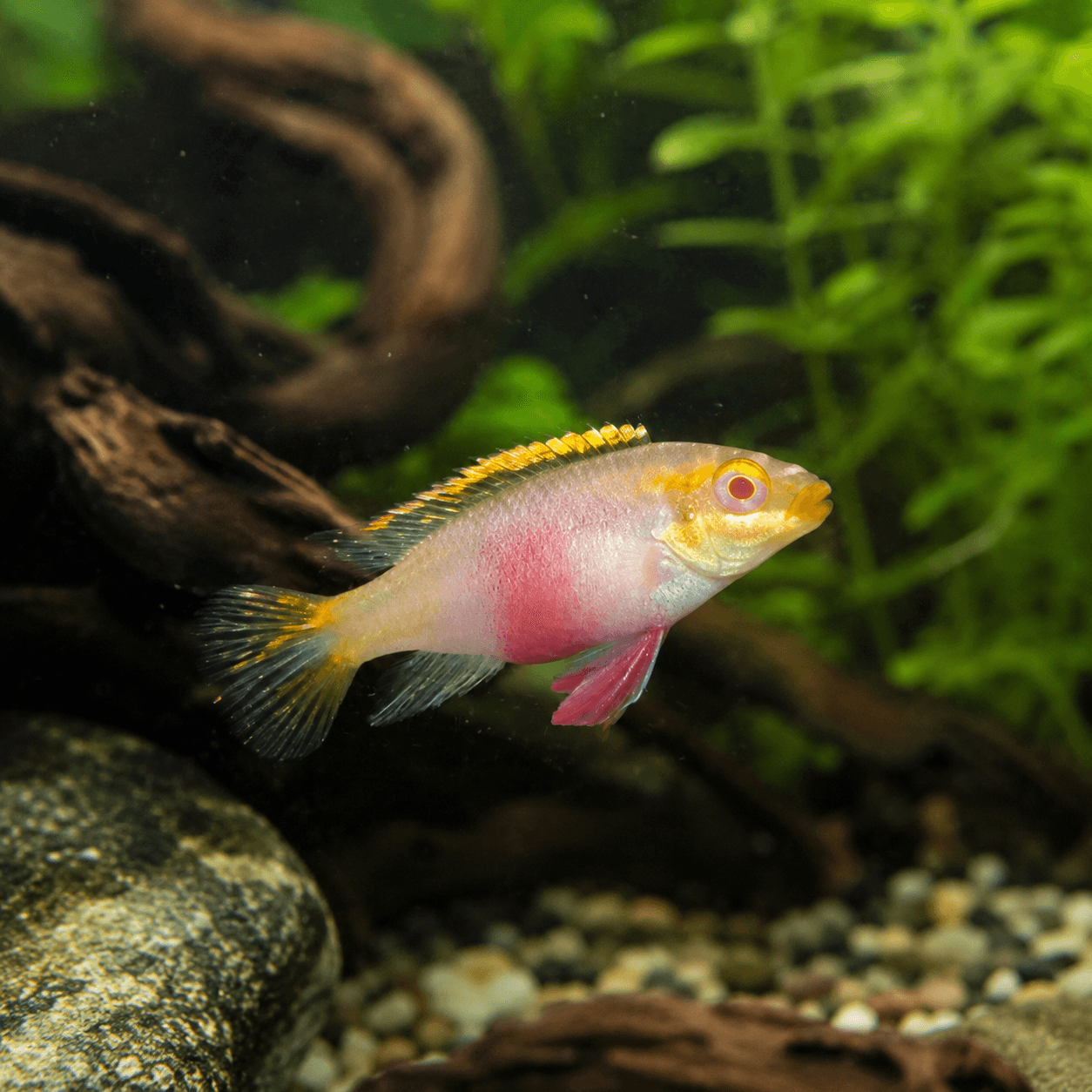 Albino Kribensis