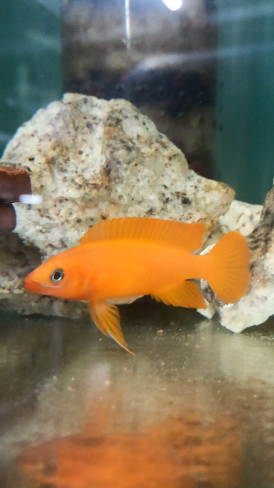 Lelupi