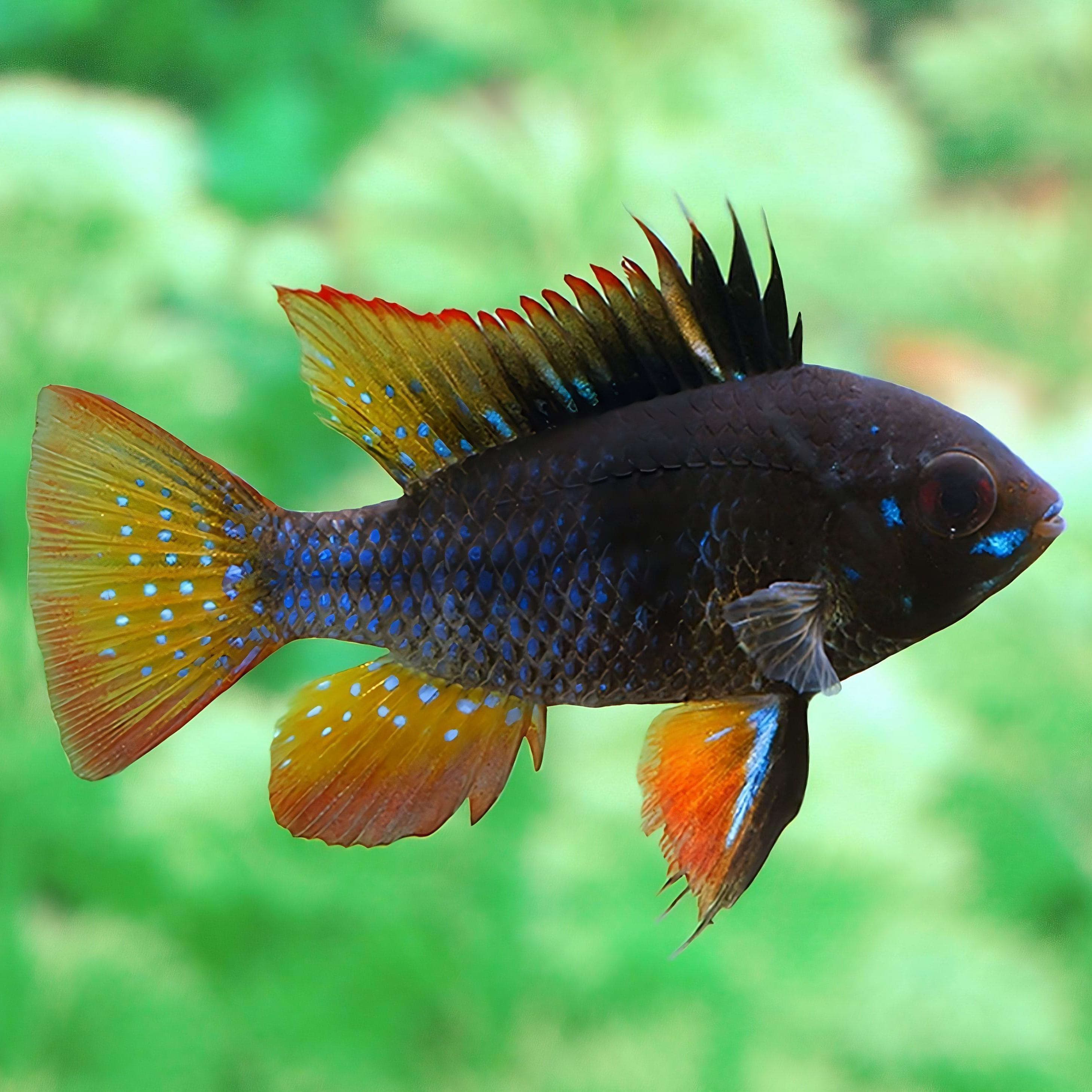 Dark German Blue Ram