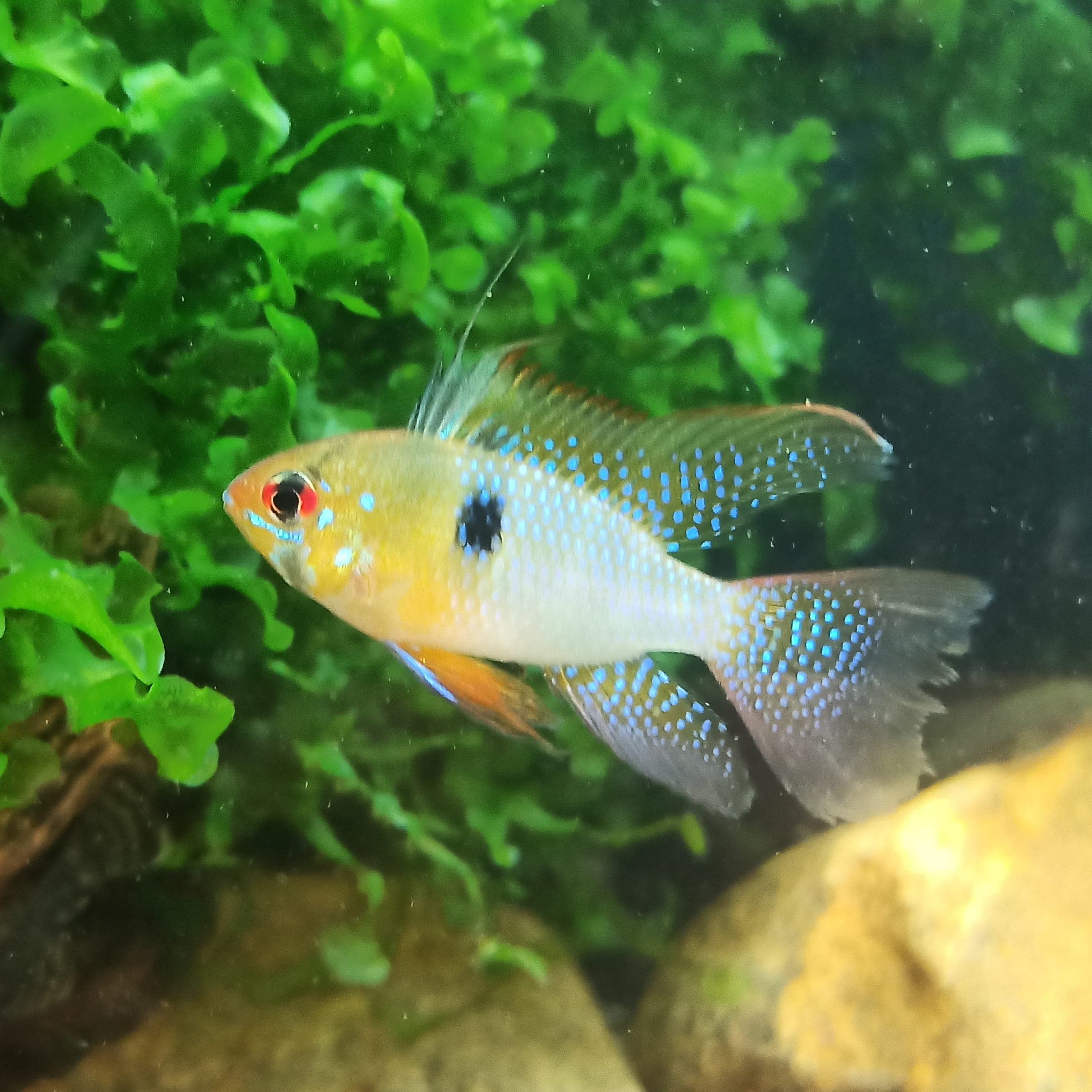 German Blue Ram Veiltail pair