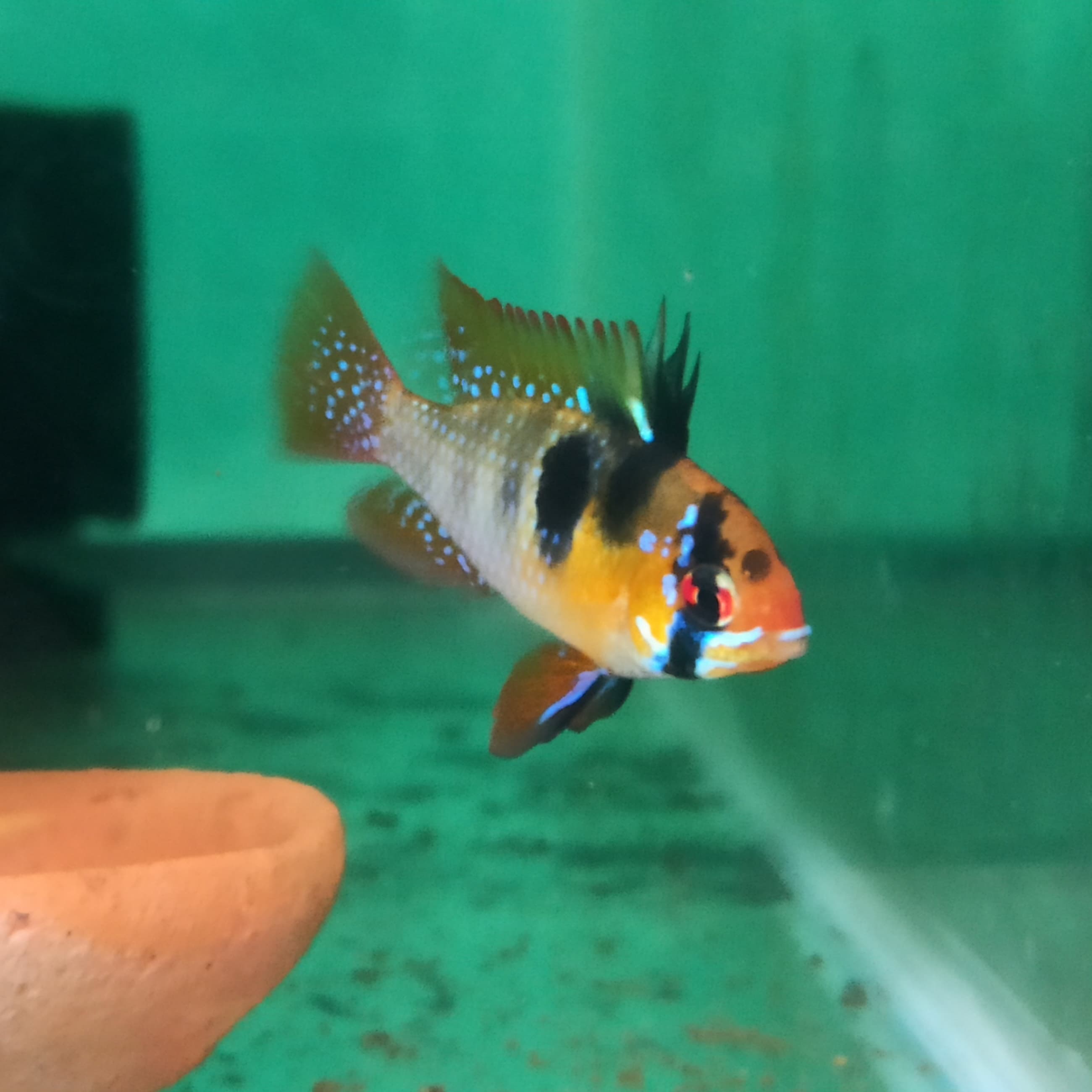 German Blue Ram