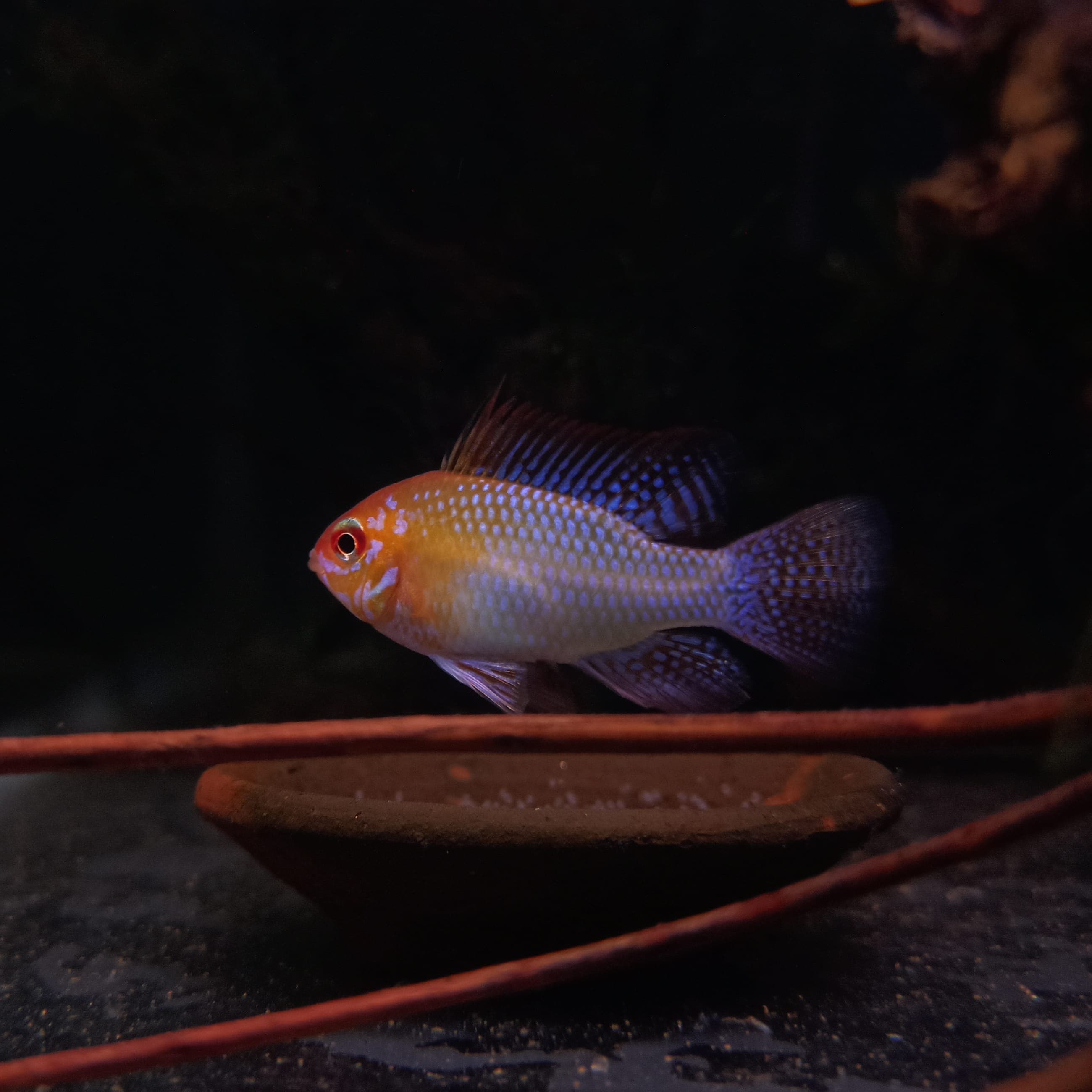 Gold Ram