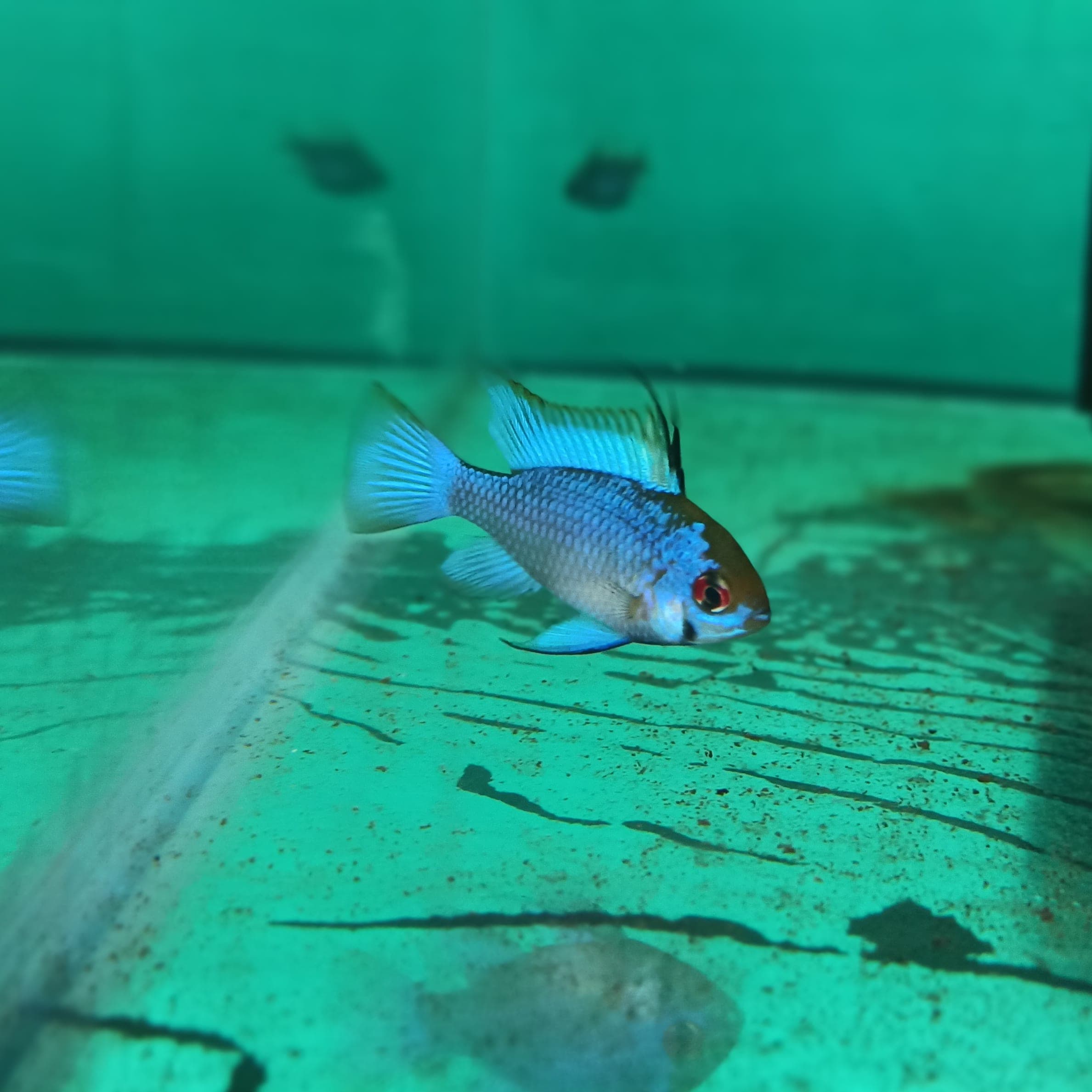 Electric Blue Ram