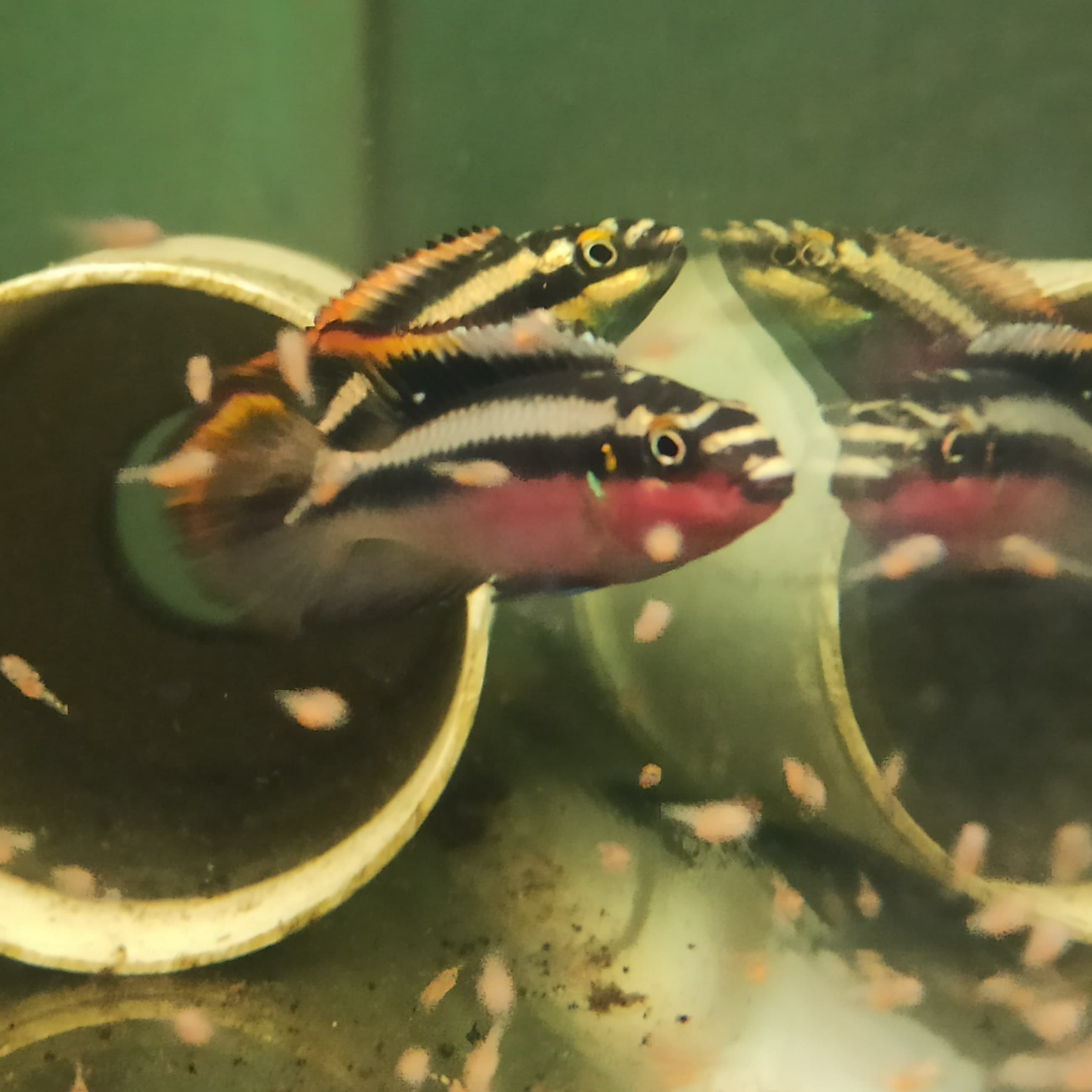 Super Red Rainbow Kribensis( 1 inch )
