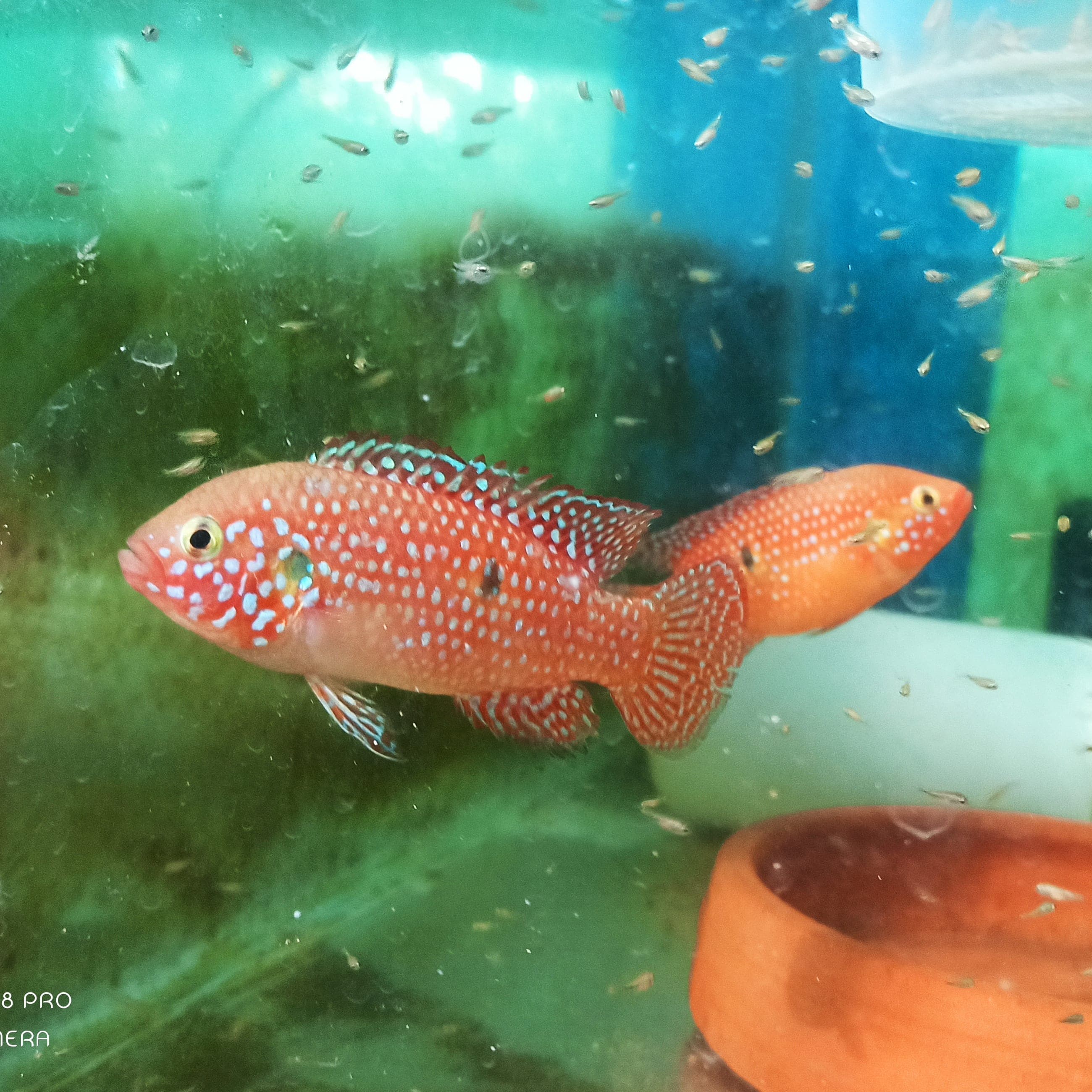 Red Jewel (1.5inch )