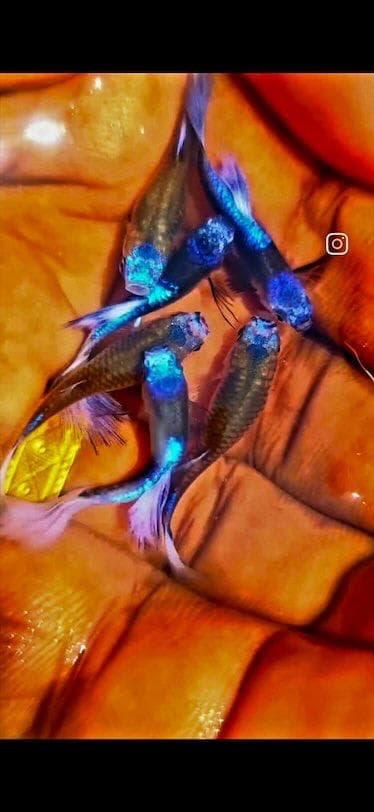 Blue koi