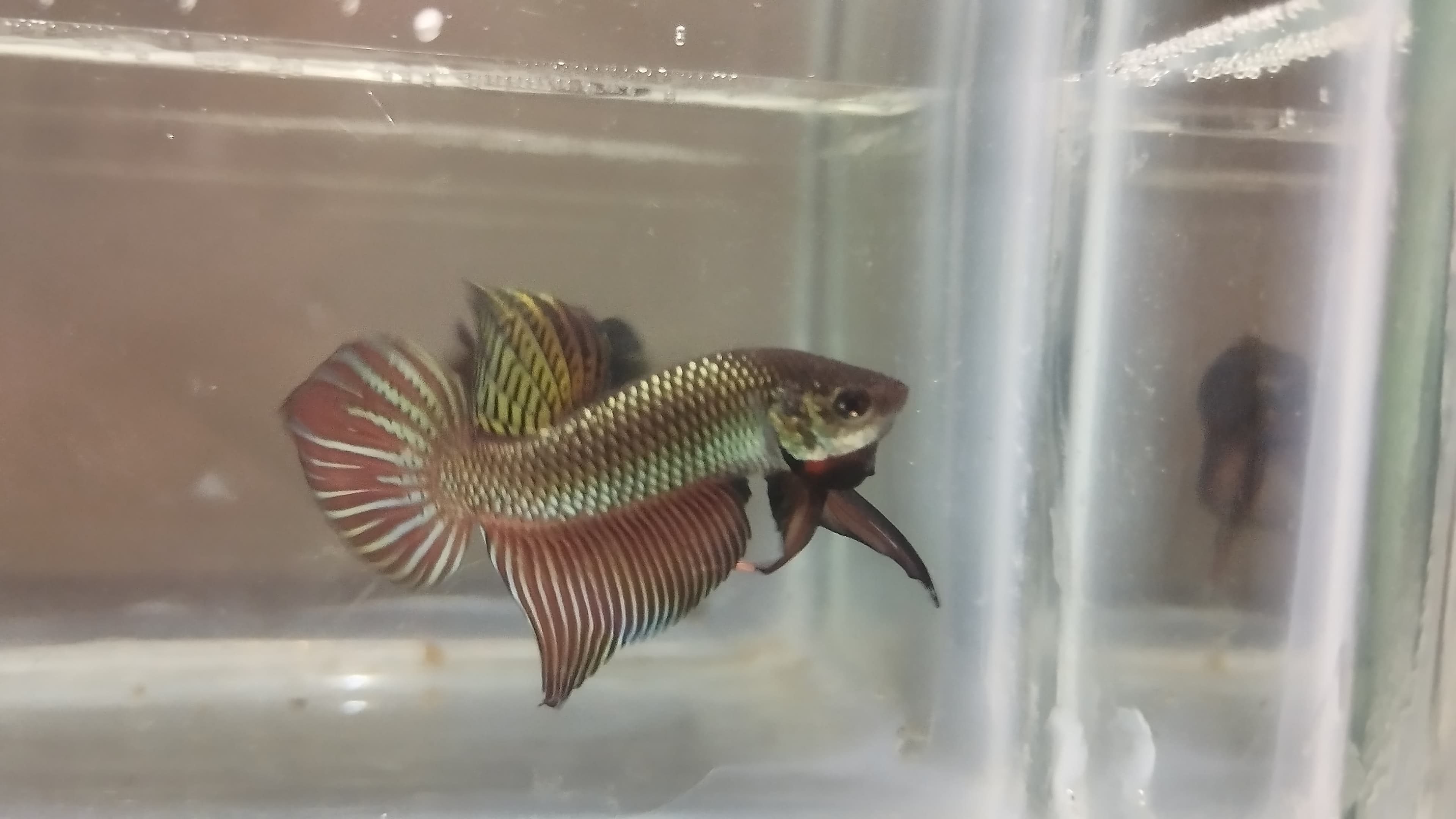 Wild Copper smargidina