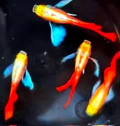 Albino Dumboear