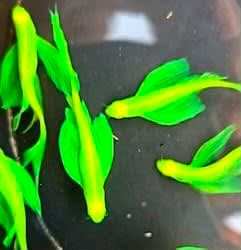 veiltail