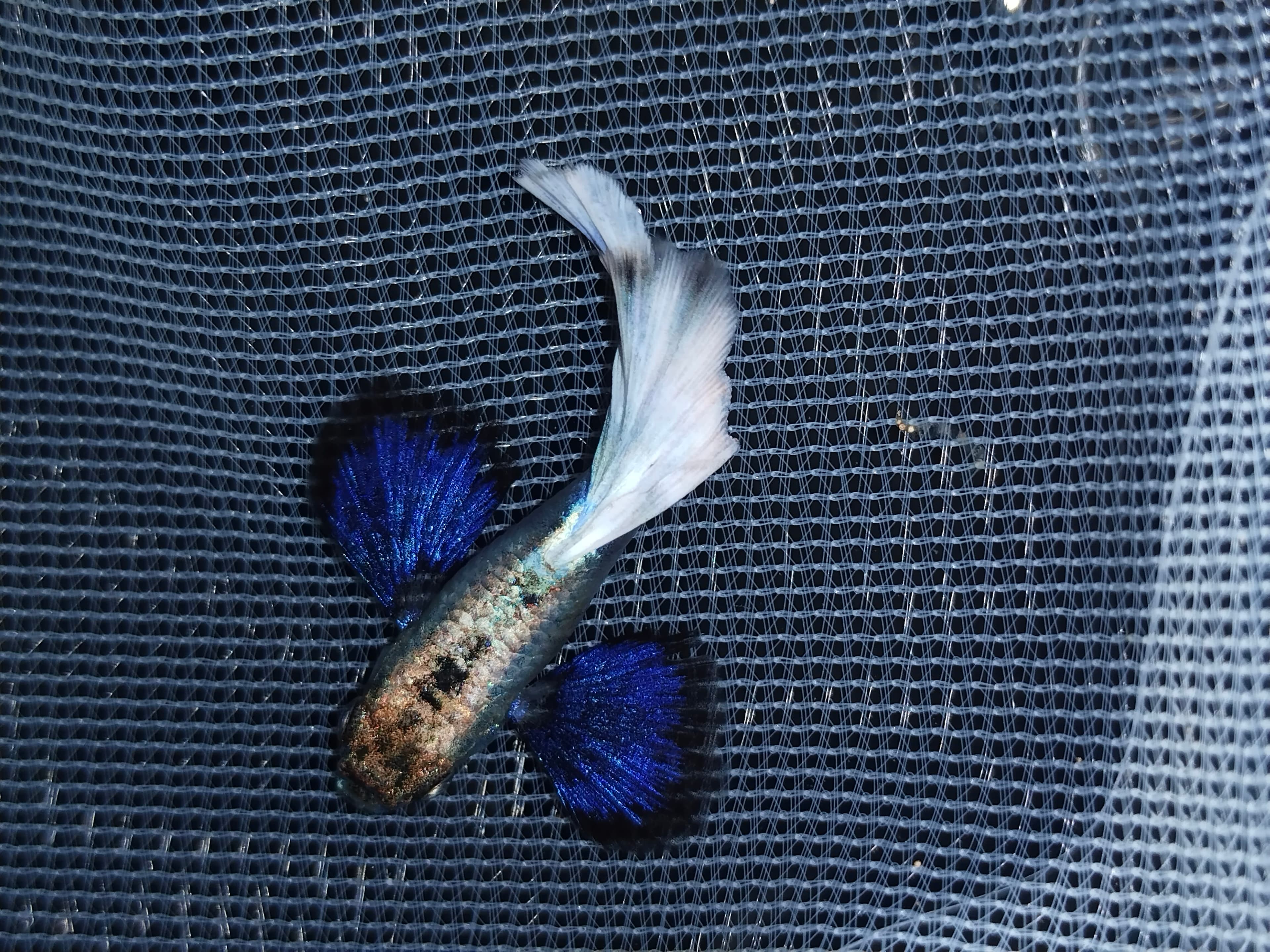 Platinum white dumbo ear