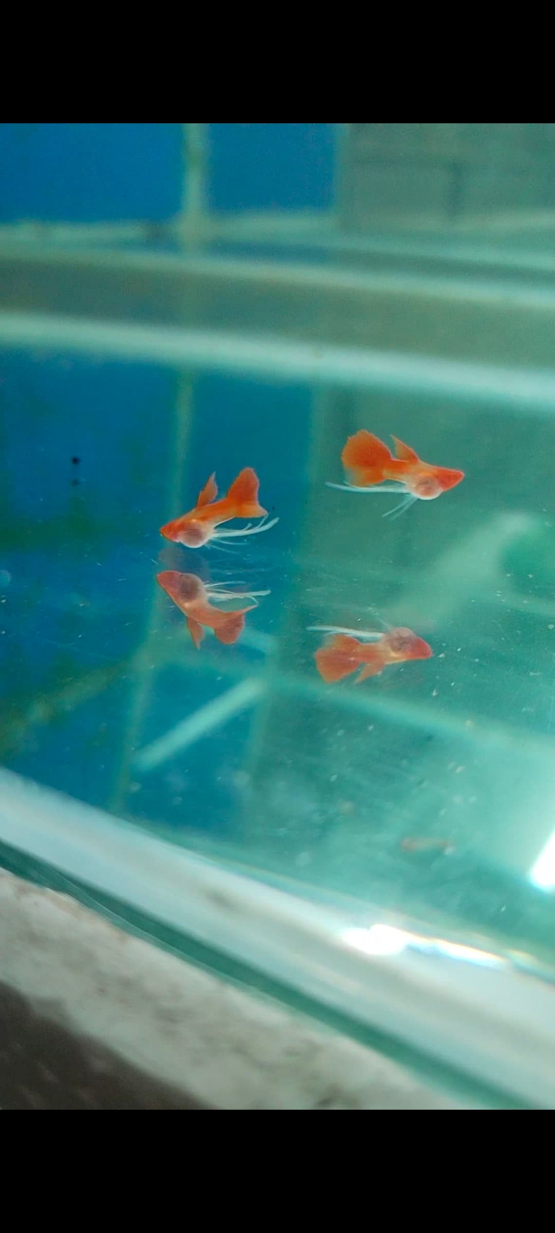 Albino koi glass belly super short body