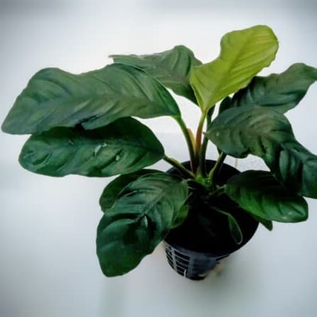 Anubias barteri