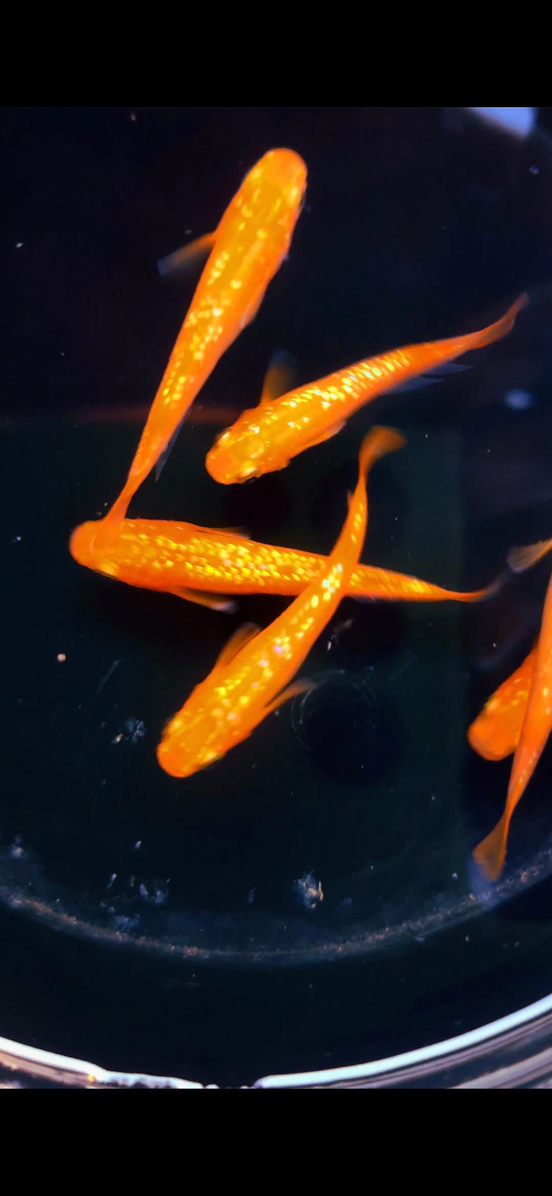 Orange rame rice fish