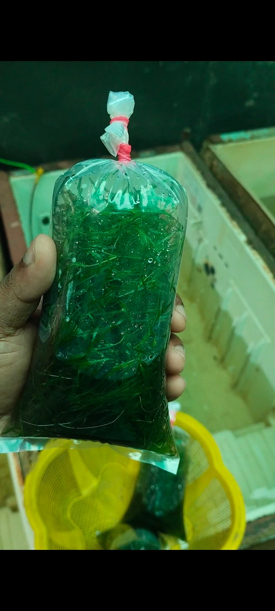 Guppy grass