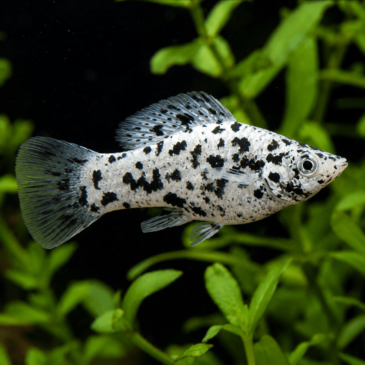 White Dalmatian Molly